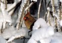 small bird