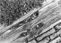 railway sleeper in garden