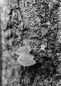leave at tree
