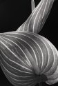 Anthurium