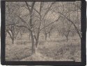 ORCHARD