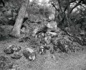 Trailside #2