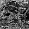 Roots