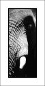 Elephant1