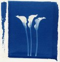 Cala lilies