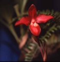 Orchid two