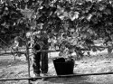 Vineyard 4