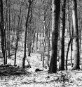 Woods @ winter #2