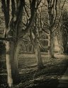 trees