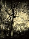 trees