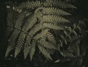 fern in lith