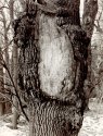 Scull tree