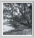 Mossey tree by the Myakka River, 2007