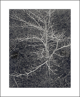 Schunnemunk Mountain Tree