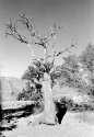 Grand Canyon- tree