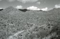 Saguaro-West---II
