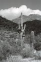 Saguaro-West---III