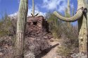 Saguaro-West---V