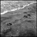 Dog Traces at the Beach