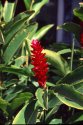 red ginger- velvia 50