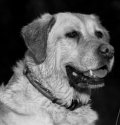 Meg Dog.
