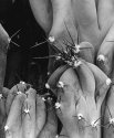 "The Hands of Cactus"