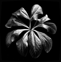 Helleborus-Hybride leaves