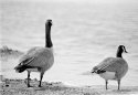 canada geese-2