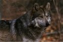 Mexican Wolf