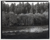 Grass, Alders,Redwoods