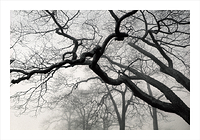 Giants of Ludington Park