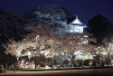 Party Under the Cherry Blossoms