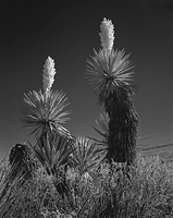 Yucca faxoniana