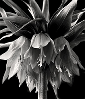 Crown Imperium (detail)