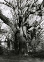 Ancient Tree, Borthwood Copse