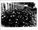 Fun With Lith Film