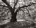 Oak #4