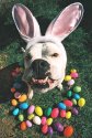Easter Boxer