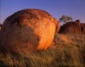 Rocks and Trees