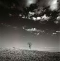 Lone Tree