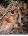 FALLEN BRANCH