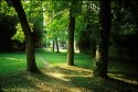 a forest in city