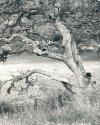 Oak Tree