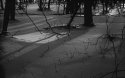 Woods at pine grove