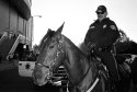 San Jose Mounted Police