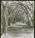 Treetops Park