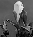 Skunk Cabbage