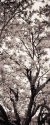 Pinhole of Magnolia