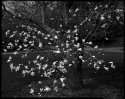 magnolia