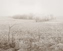 Frosty Pasture